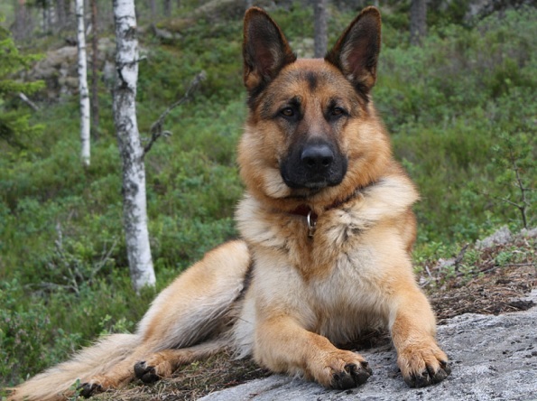 Top 10 הכי גזעי כלבים חכמים: רועה גרמנית