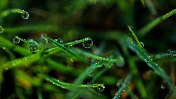 טפט: Dew על הדשא