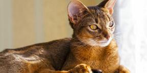 חתול אביסיני: אופי, תנאי מעצר ולא רק