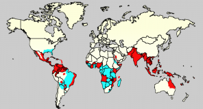 וירוס Zika: מה זה והאם לא לדאוג