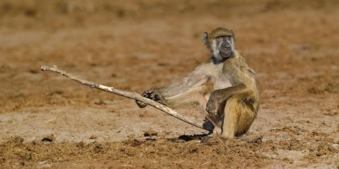 התמונות הכי המגוחכות של חיות - קוף עם מקל