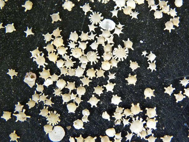 Sand Beach Star (Hoshizuna-אין-חמה) - איילנד Iriomote, החופים הטובים יפן