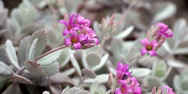 בשרניים: Kalanchoe pumila