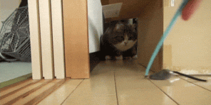 5 סיבות למה חתולים כל כך הרבה כמו קופסא