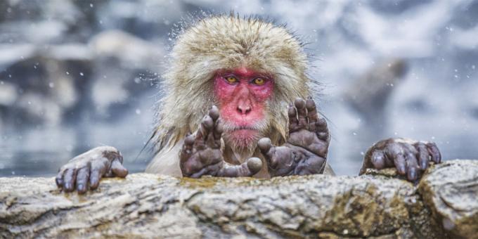התמונות הכי המגוחכות של חיות - הקוף