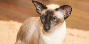 חתול סיאמי: תיאור גזע, אופי וטיפול