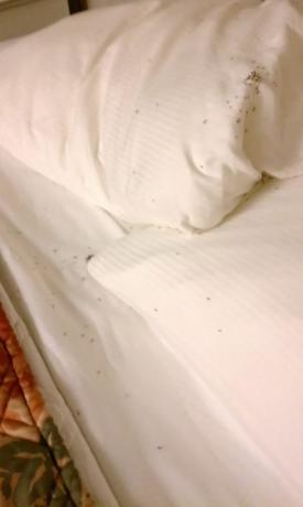 חרקים בחדר המלון