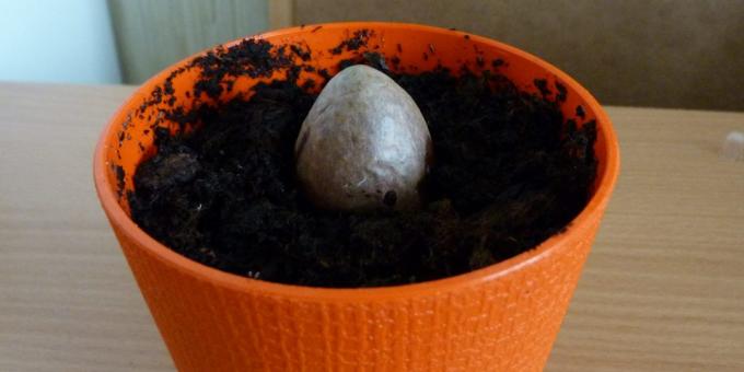 איך לגדל אבוקדו מאבן: האבן בסיר