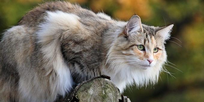 זני חתולים גדולים: יער נורווגי