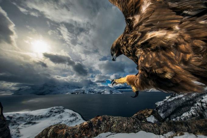20 התמונות של הטבע הטוב ביותר 2019 לפי צלם הטבע של השנה