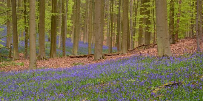 לאן ללכת באירופה: Les Hallerbos, בלגיה