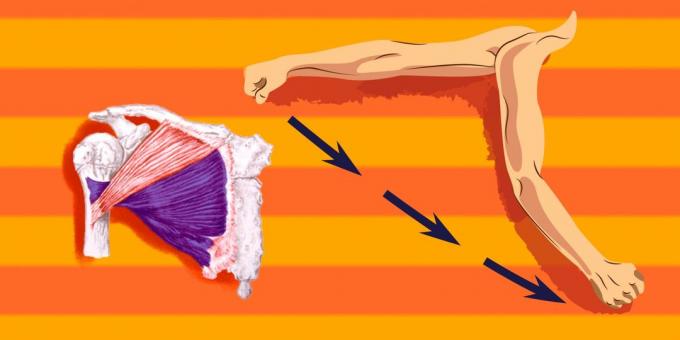 תרגילים על שרירי החזה: לטעון יותר בחלק התחתון של שריר החזה, יש לך את המוקצב לכיוון הכתף לתרגם קדימה ולמטה