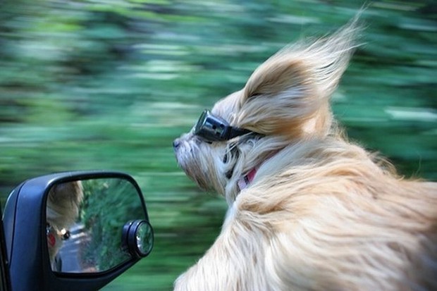 כלב מאחורי ההגה