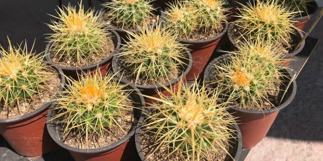 בשרניים: Echinocactus