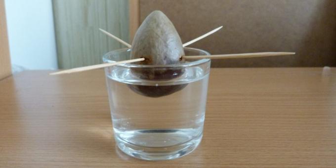 איך לגדל אבוקדו מאבן: האבן במים