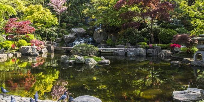 מה לראות בלונדון: גן קיוטו יפני בהולנד פרק