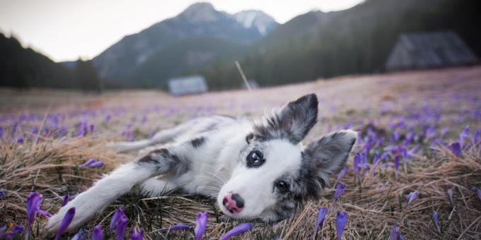 כיצד להפוך תמונות יפות של כלבים: המצלמה והעדשה חשובות