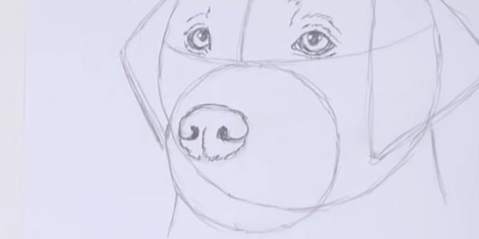 צייר את האף של הכלב