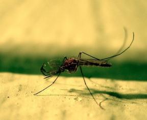 הגנה מן "מוצצי דם": הביתה הסעד עבור יתושים ושאר רמשים