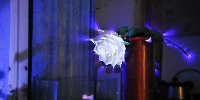 מהי ביו אנרגיה: פריקה של קורונה סביב ורד (אפקט קיריליאן)