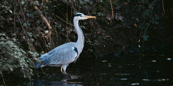 הישרדות חיות בר: אל תלכו ציפורים למצוא מים