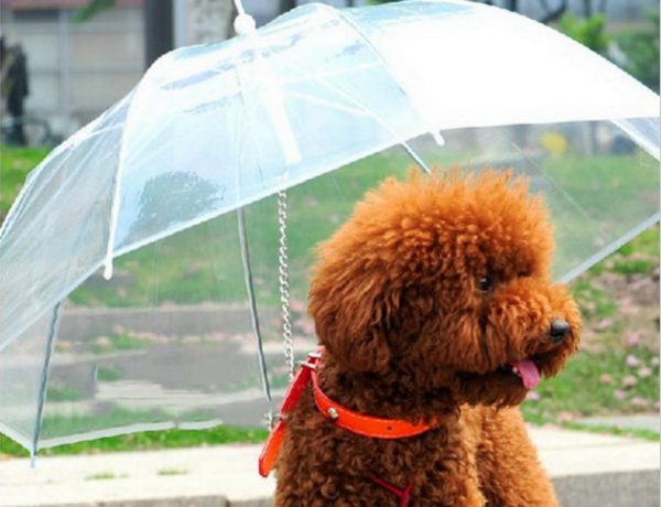 כלב מטריה-רצועה שקופה