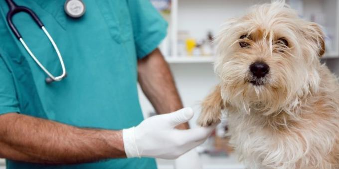 ביקורים סדירים אצל וטרינר הכלב יהיה להקל על בעיות בריאות רבות
