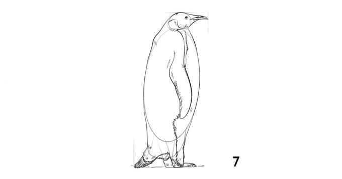 איך לצייר פינגווין