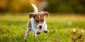 איך החיים שלך ישתנו עם הופעתו של גור: 7 פחדים עיקריים של מגדלי כלבים מתחילים