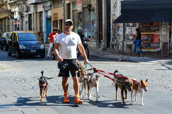 לבקר ארגנטינה: כלבים