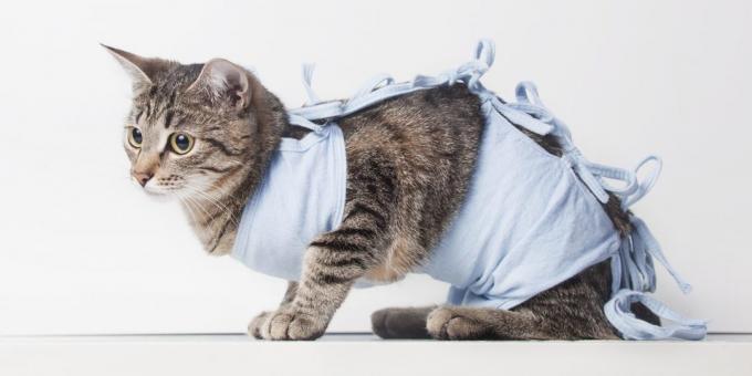 סירוס חתולים: שמיכה