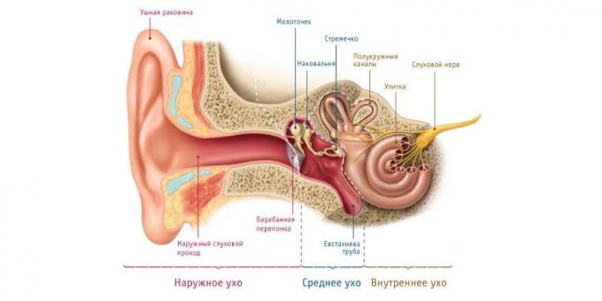 אם לילד יש כאב אוזניים, יש סיבה פיזיולוגית לכך