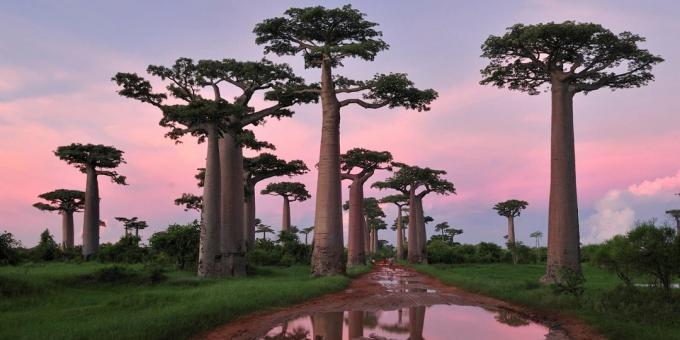 היערות של מדגסקר