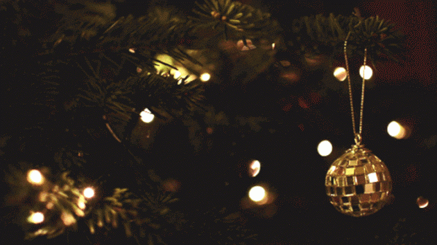 עץ חג המולד חי