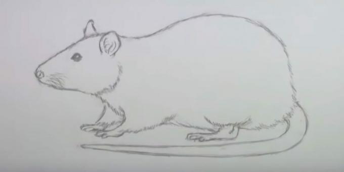 איך לצייר עכבר: מחק סקיצות