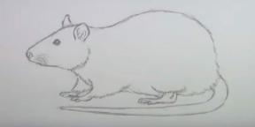 15 דרכים לצייר עכבר או חולדה