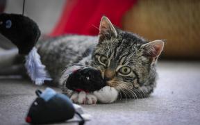 צעצועים לחתולים: איך לא להביא את חיית המחמד שלכם בראש