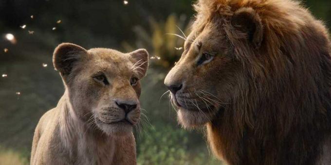 "מלך האריות": נלה ו סימבה