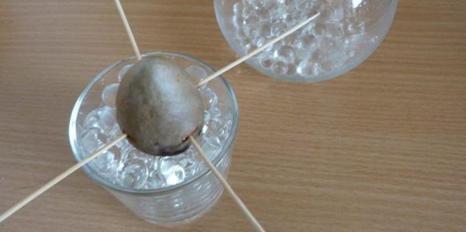 איך לגדל אבוקדו מאבן: האבן בכוס עם הידרוג'ל