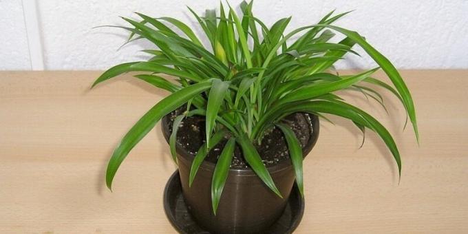 Shade צמחי בית: Chlorophytum