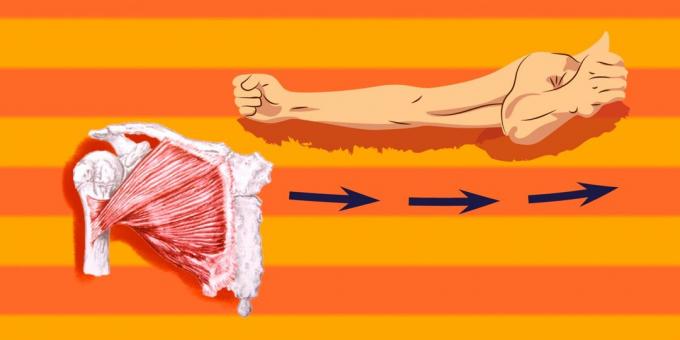 תרגילים על שרירי חזה: החזה להיות קל, יש צורך לשאוב שרירי חזה גדולים