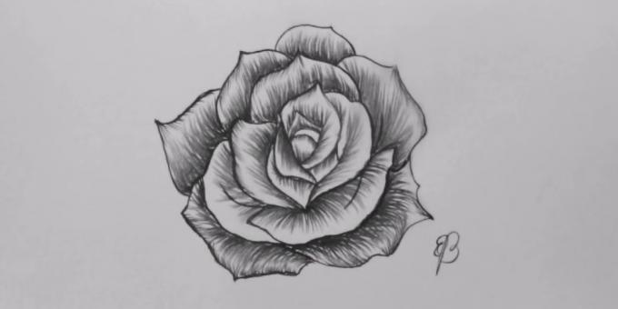 איך לצייר בעיפרון ורד פתוח