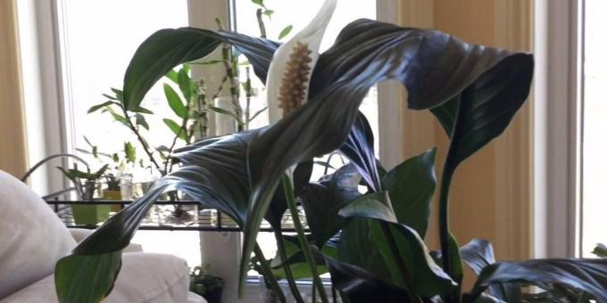 טיפול Spathiphyllum בבית: איפה לשים Spathiphyllum