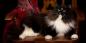 חתול סיבירי: תיאור גזע, אופי וטיפול