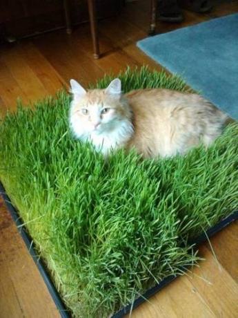 Pad של דשא לחתול