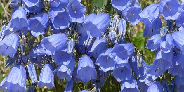 Perennials, לפרוח כל הקיץ: Bellflower