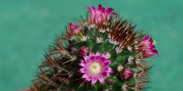 בשרניים: Mammillaria Bakeberg