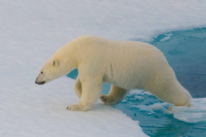 עובדות מעניינות: דובי קוטב לא ניתן לאתר עם הדמיה תרמית