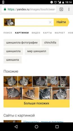"Yandex": קביעה של החיה על התמונה