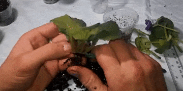 כיצד לטפל סיגליות: אם השורשים נרקבים לחלוטין לחתוך אותם
